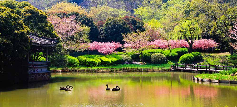 景点 充山隐秀 樱花.jpg